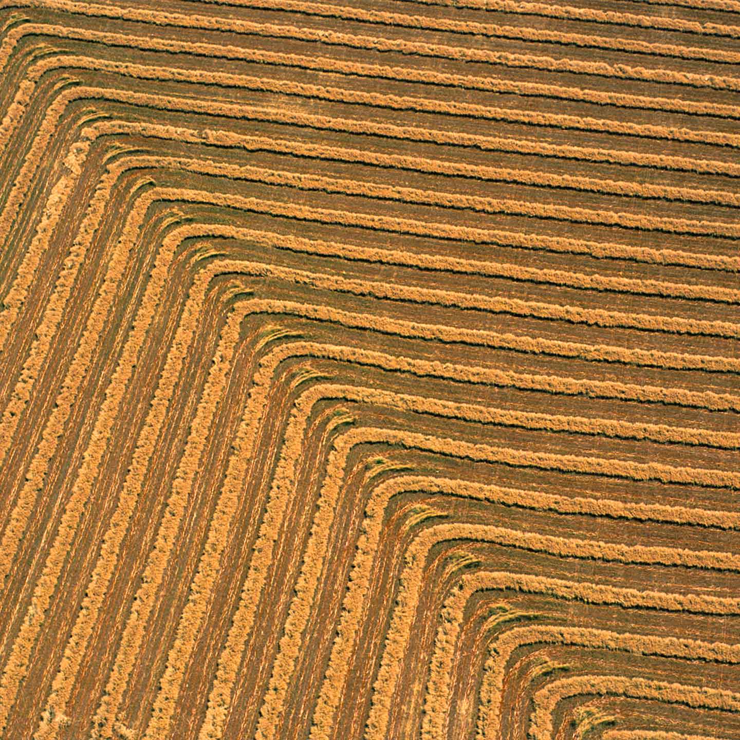 Aerial view of wheat harvest at Wagga Wagga, NSW