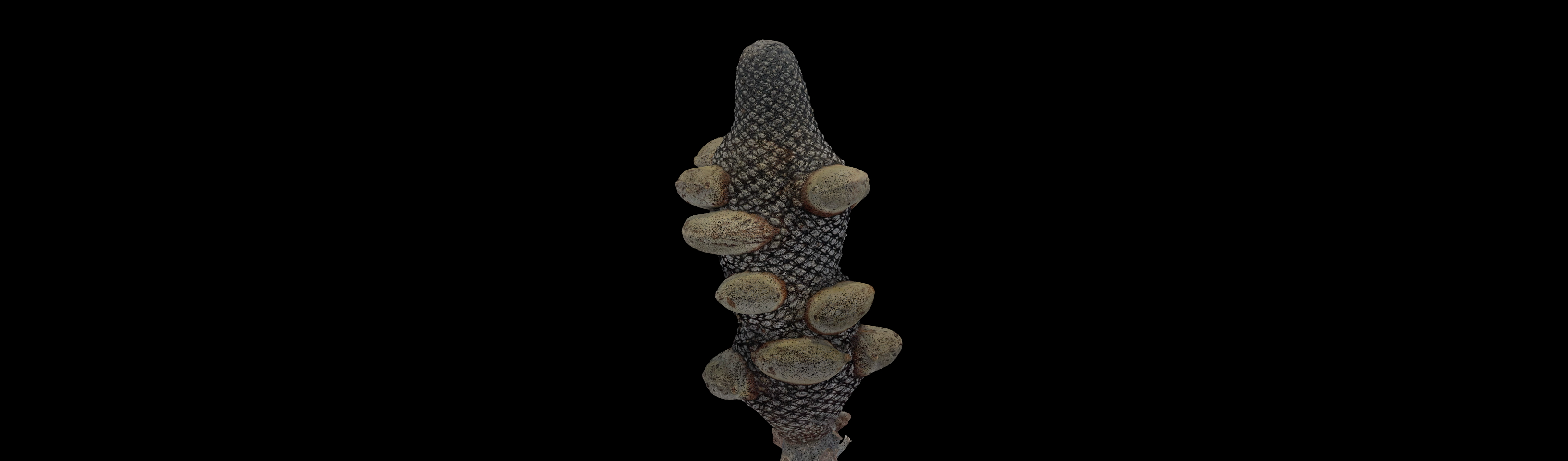 Banksia