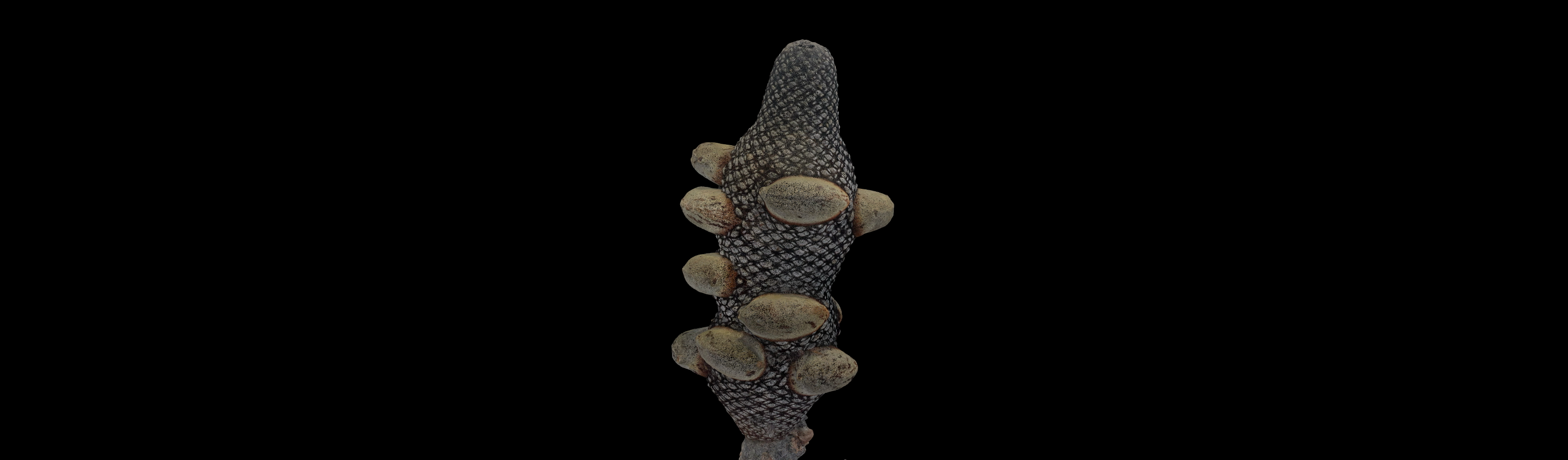 Banksia