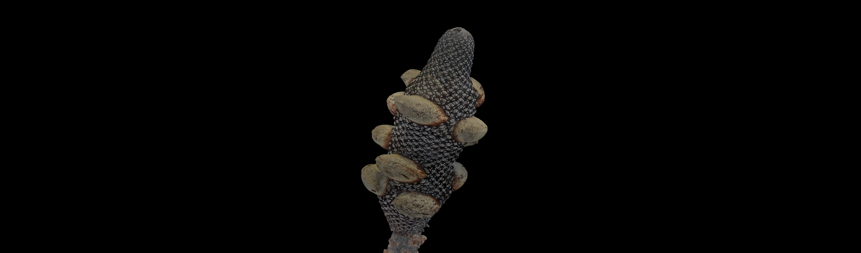 Banksia