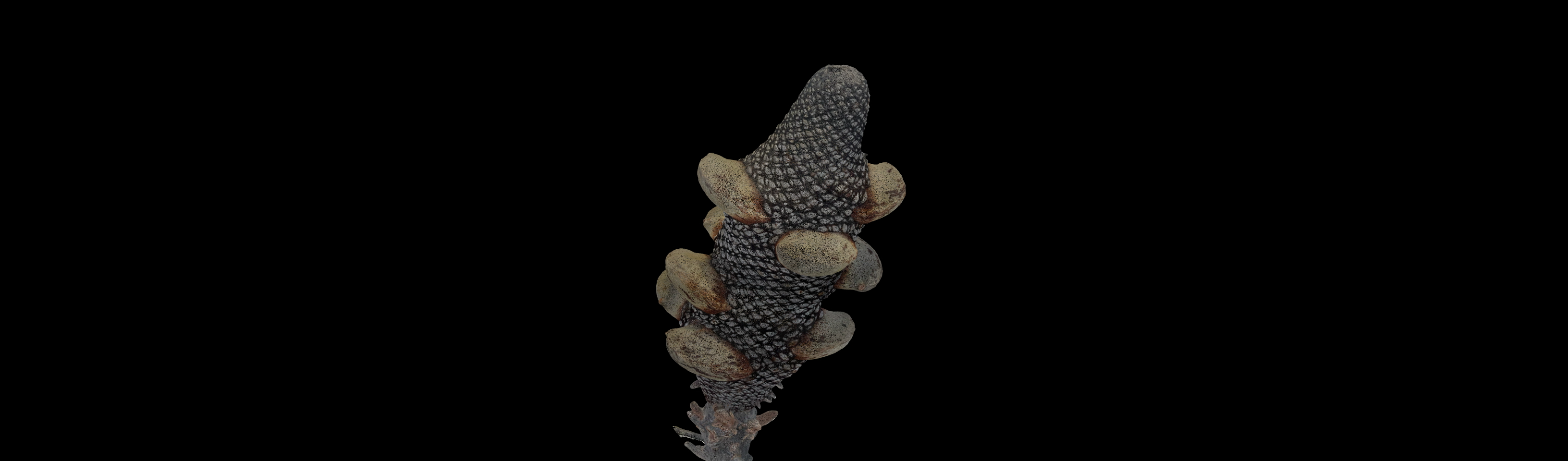 Banksia